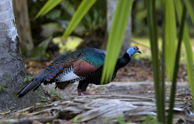 at Ocellated Turkey (Meleagris ocellata) in the wild, Guatemala